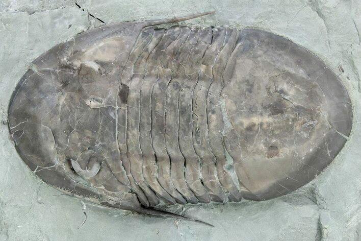 Prone Isotelus Trilobite - Mt Orab, Ohio #213162